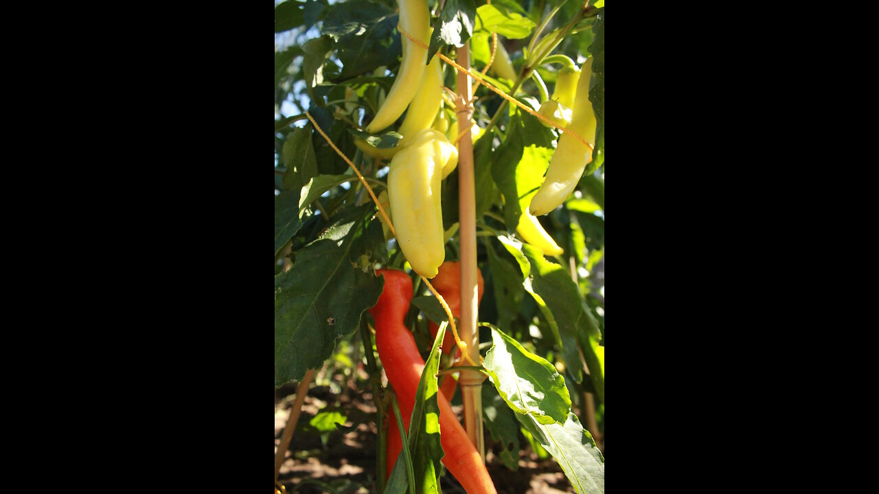 WELCOME to Idaho Backyard Gardening