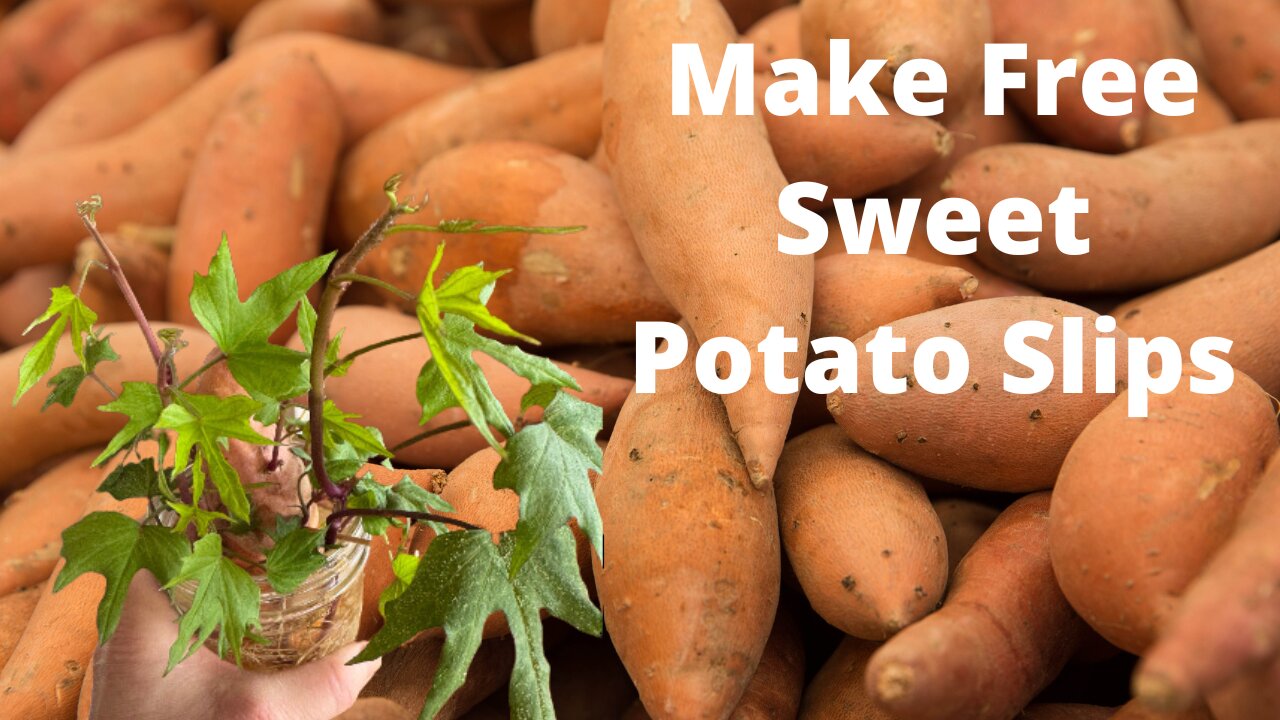 How to grow your own sweet potato slips and get free food.