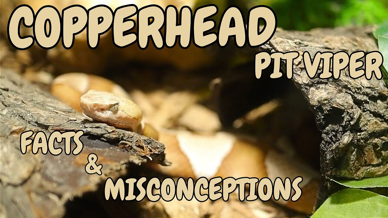 Copperhead EXPERT Reveals Surprising Myths and Misconceptions