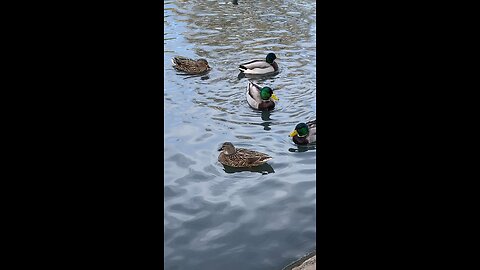 Mallard Ducks 🦆 #swimming #ducks #duck #mallardducks #swimming #shorts #followme #viral #trending