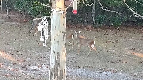 Florida Deer family of Seven. 11/19/25