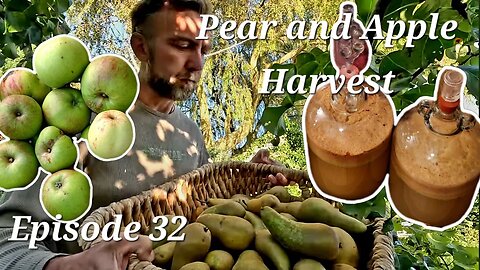 Harvesting Apples and Pears | Autumn Fruit Harvest 2024