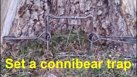 How to set a conibear/body-gripping trap.