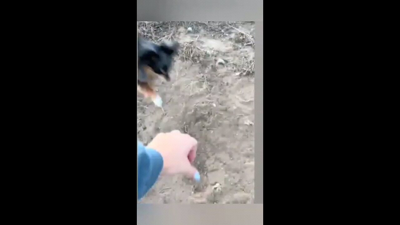 funny animals