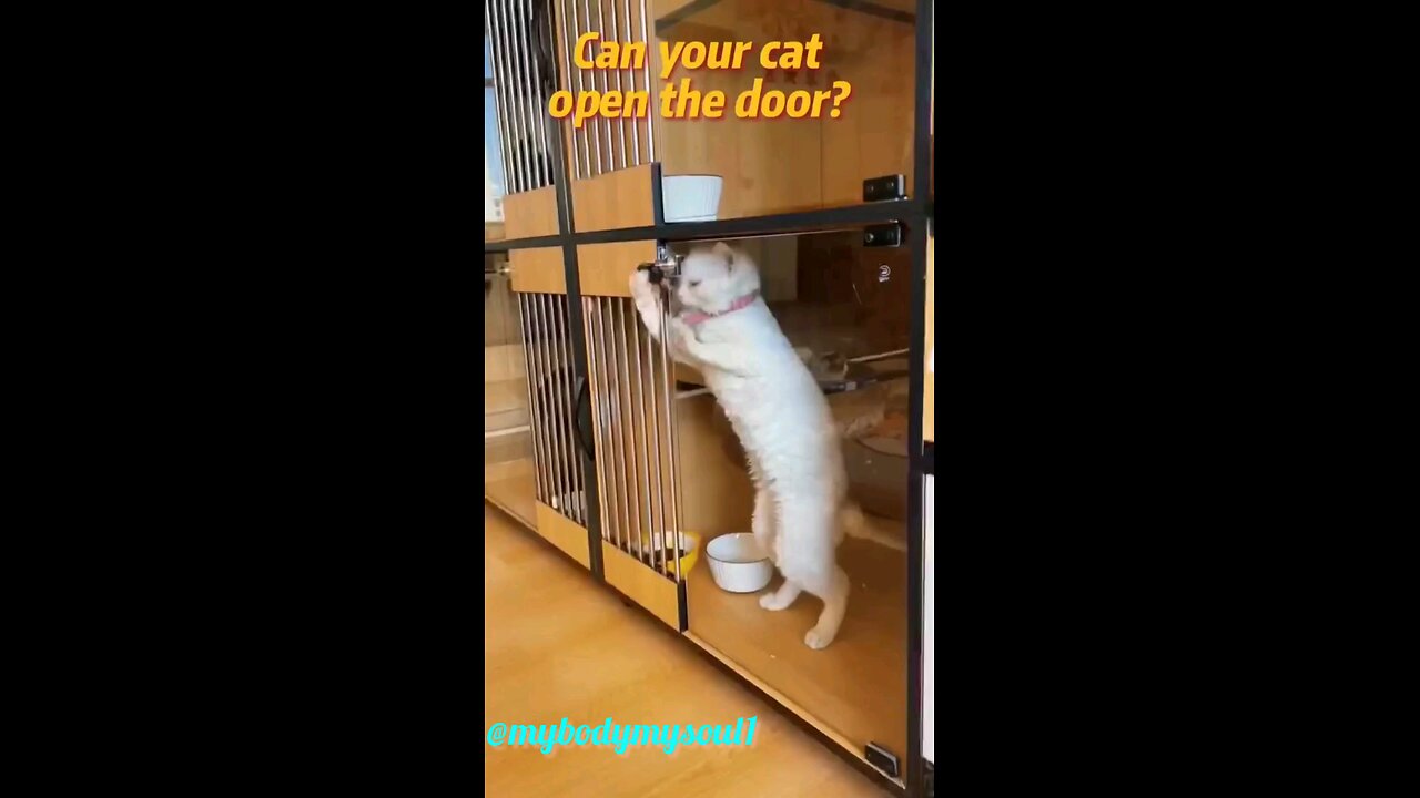 Can your CAT open the doors??