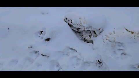 4 Wolves Came Through! Jan. 21, 2026