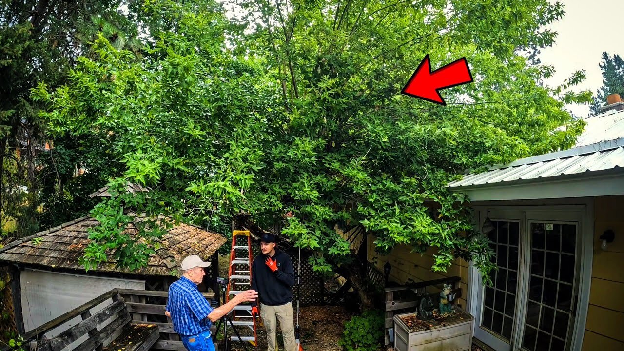 Tiny TWIG Grows Into MASSIVE Headache For This 80 YEAR OLD Man