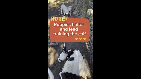 Puppies helping to halter train the mini calf.
