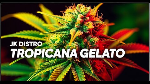 Tropicana Gelato from #jkdistro