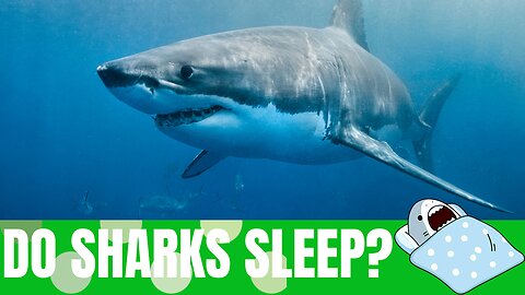 Do Sharks Sleep? The Truth About Their Resting Habits! 🦈💤