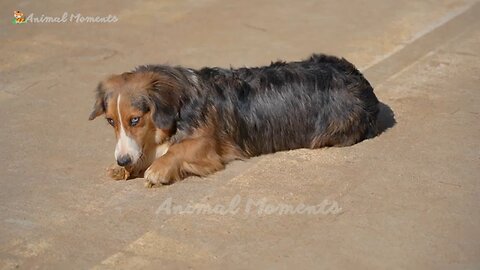 Friendly Animals - Squirrel, Cow, Dog, Goat, Cat, Chicken, Monkey, Dolphin, Pig - Animal Moments