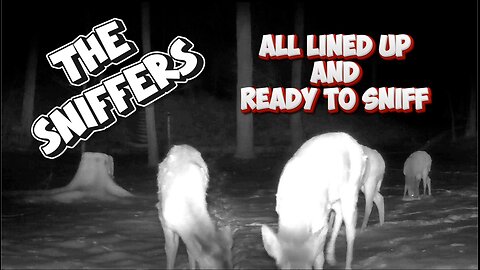 Almost all these deer lined up and SNIFFED the camera, one at a time!