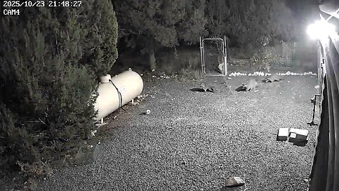 Raccoons 1st warning