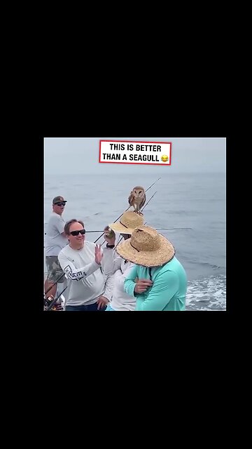 Tornuggla med tveksam smak för hattar 😆