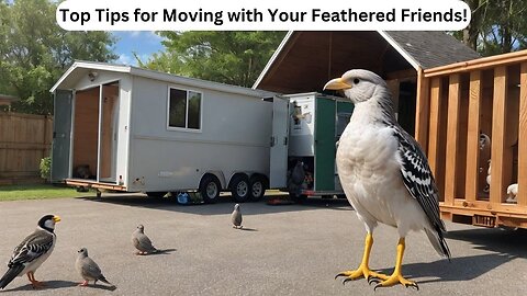 Top Tips for Moving with Your Feathered Friends!