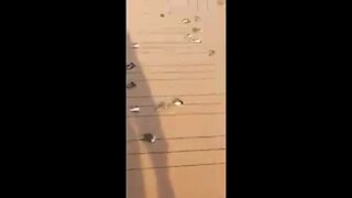 Hundreds Of Birds Found Dead On Cruise Ship Open Decks April 2020