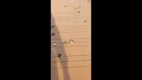 Hundreds Of Birds Found Dead On Cruise Ship Open Decks April 2020