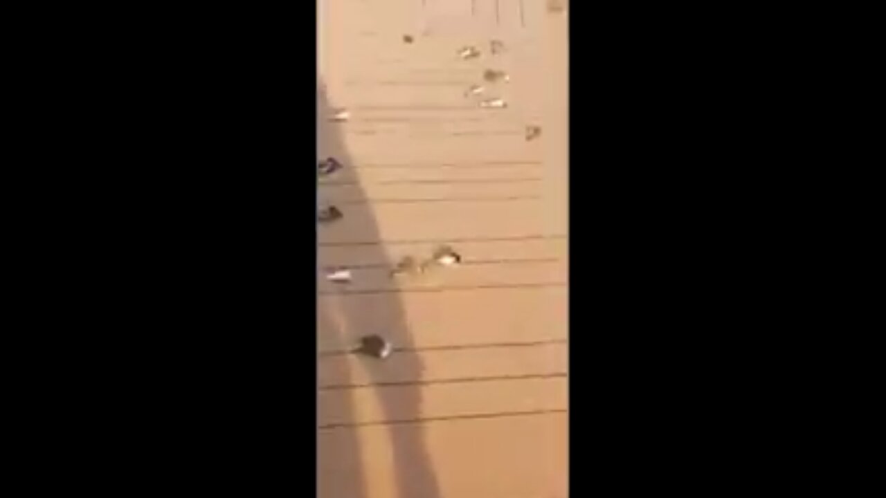 Hundreds Of Birds Found Dead On Cruise Ship Open Decks April 2020