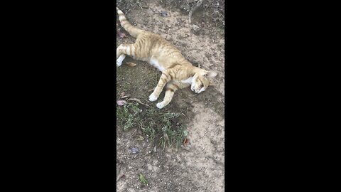 Cat nap