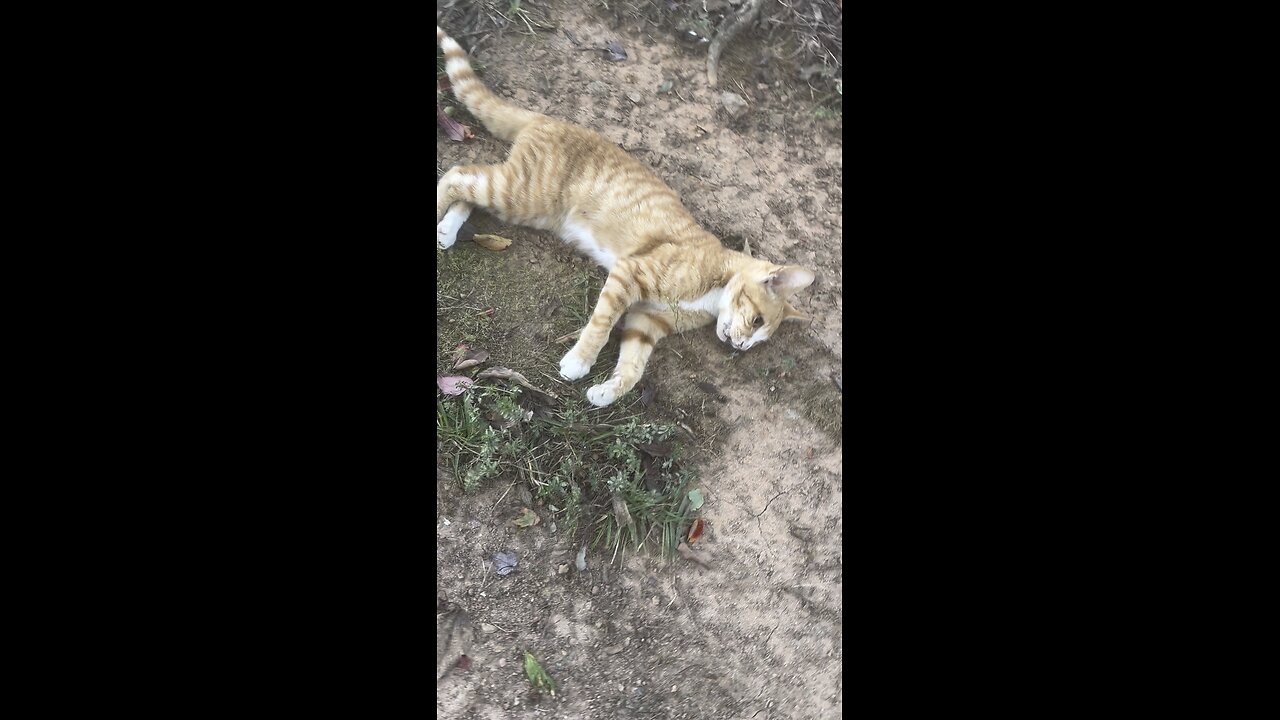 Cat nap
