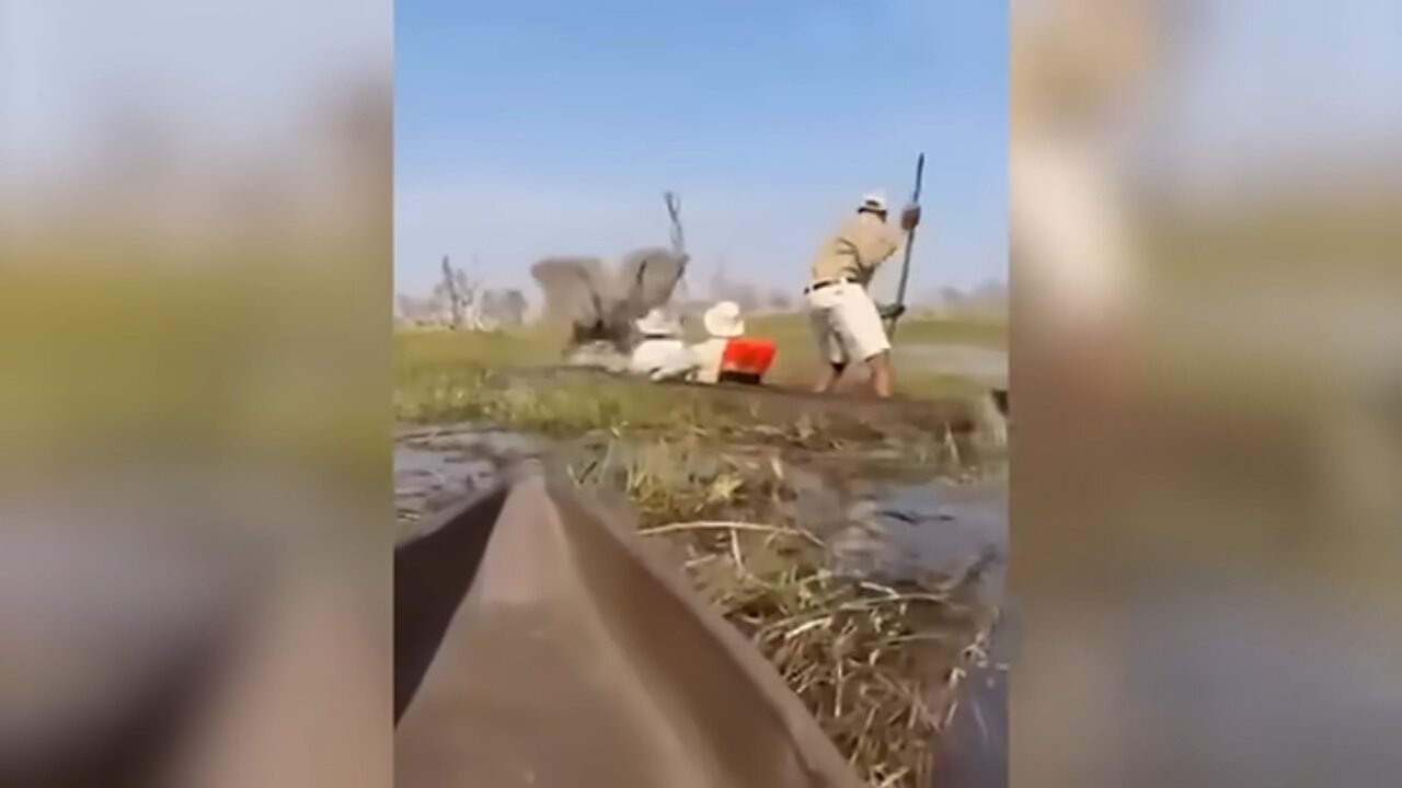 Elephant Tramples Tourist After Group Drifts too Close to Calves