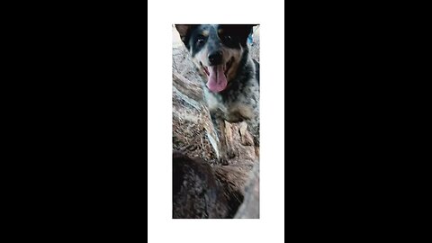Critter Getters - Part One