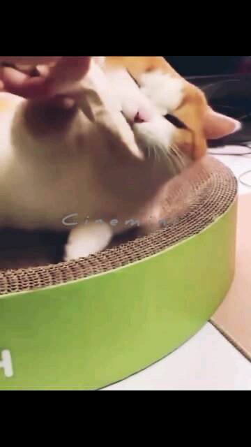 Zen NEWSMAX2 LIVE Shorts #trending#viral#cat#dog#puppy#kitten#funny#funnyanimal