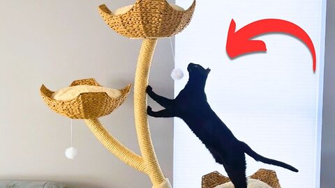 Why I Love this Modern Cat Tree