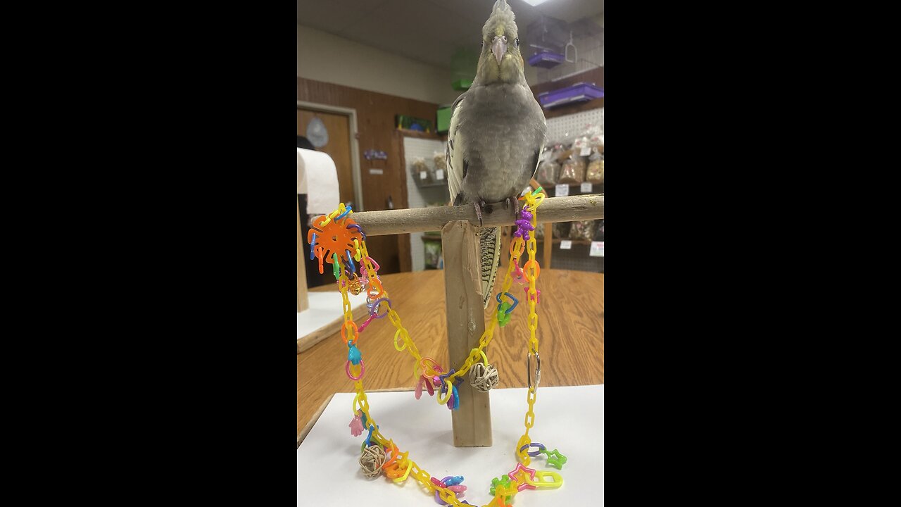 Baby Cockatiel & toy