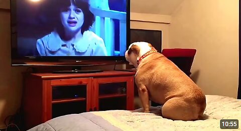 When Dogs Watch TV for the First Time and Their Reactions 📺 😂 Funny Dog Videos