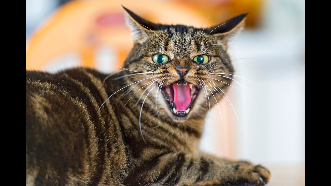 Amazing Cat Moments 😺 | Funny Cat Reactions 2025