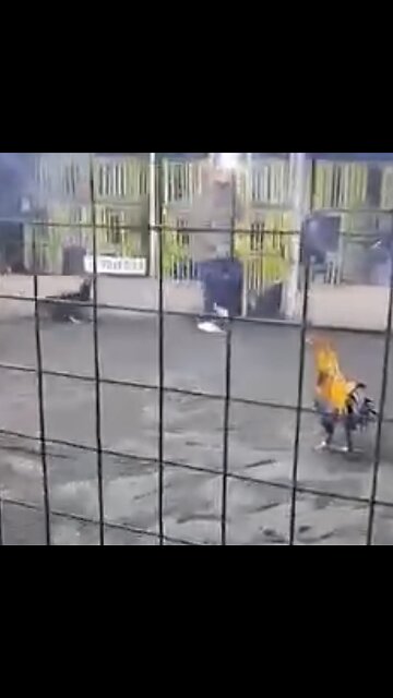 Hombre muere tras ser atacado por su propio gallo de pelea en Perú