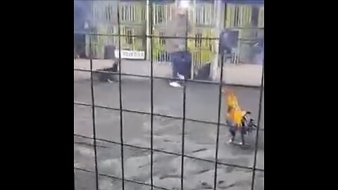 Hombre muere tras ser atacado por su propio gallo de pelea en Perú
			