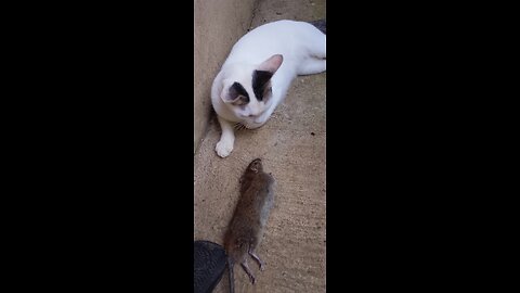 Pen2x catch the big Rat at home