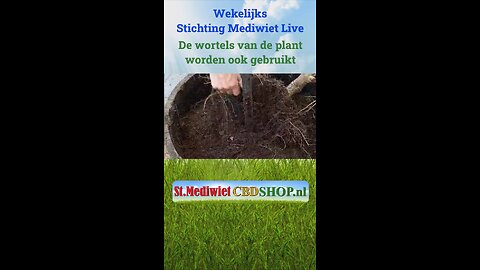 De wortels van de plant worden ook gebruikt