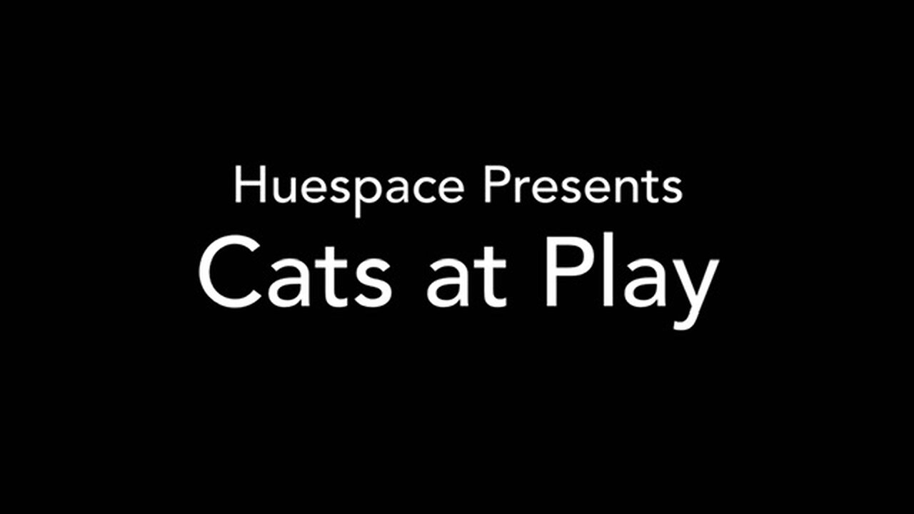 Cats at Play