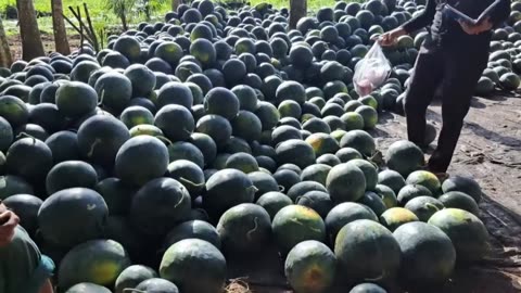 Homegrown Watermelons | Fresh Pick from the Garden - Part 5