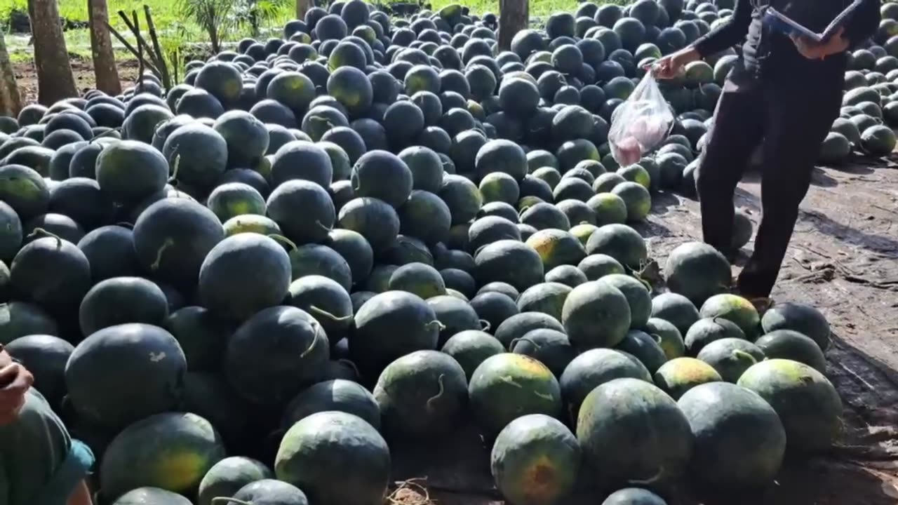 Homegrown Watermelons | Fresh Pick from the Garden - Part 5