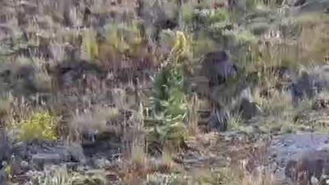 Plant that heal lungs