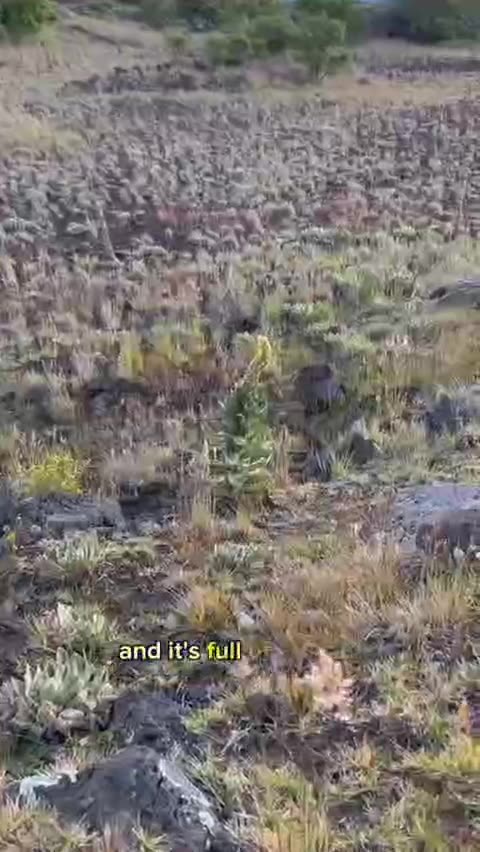 Plant that heal lungs