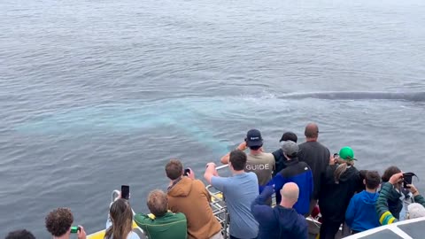 ✨🐋 The Blue Whale: Earth's Largest Creature! Prepare to Be Amazed | FeedMyCuriosity