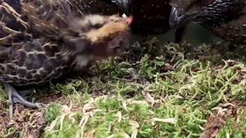 Spotted Wood quail family passing each other the touch of love..