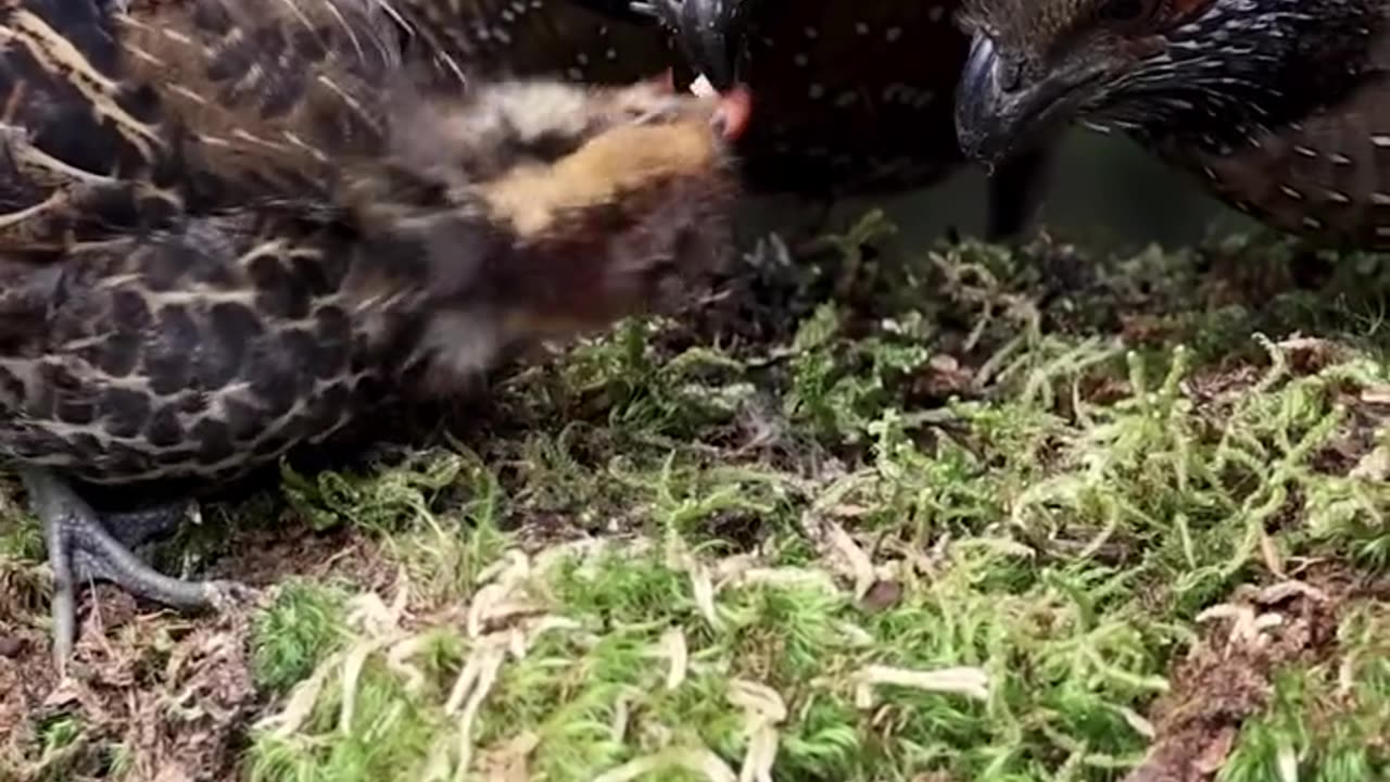 Spotted Wood quail family passing each other the touch of love..