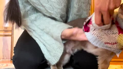 Dachshund Puppy Gets Ready for a Snowy Day