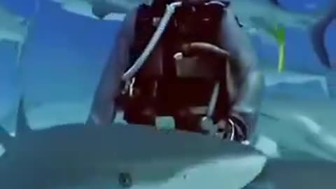 信じられない話。サメの口から釣り針をとってあげた女性