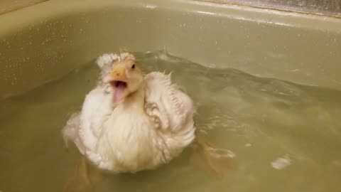 🎵 I don't wanna be a chicken, I don't wanna be a duck. #SparklegleamFarm #Lemongrab #farm #geese