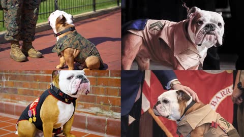 A Day in the Life of Chesty~The Marine Barracks Washington Mascot Cpl.Chesty XVI