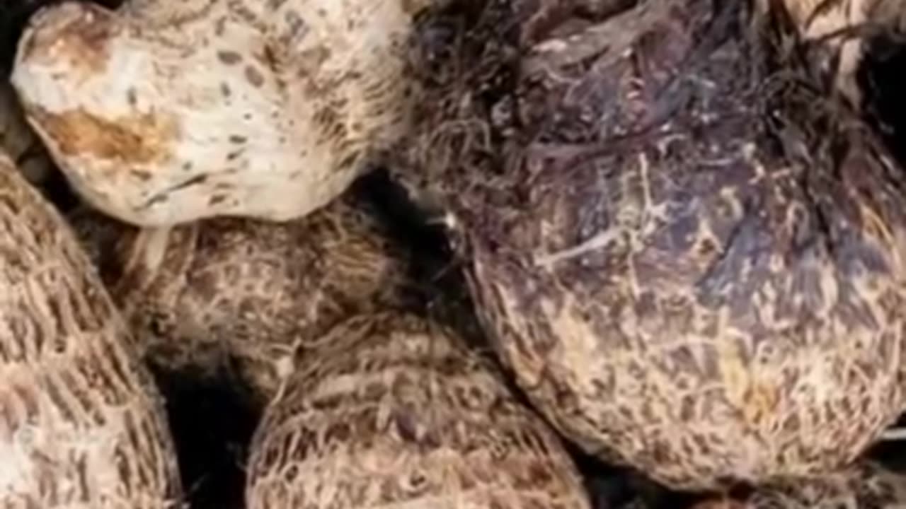 Four amazing benefits of eating colocasia
