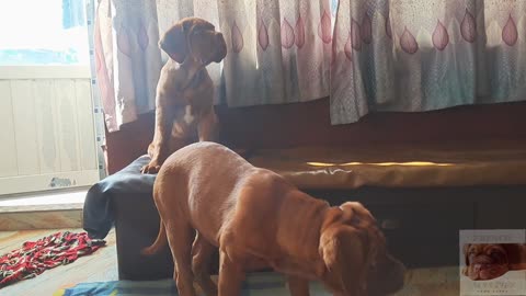 Dana & Dany: Back on Their Paws After a Scary Accident!!! #pets #doguedebordeaux #frenchmastiffnepal