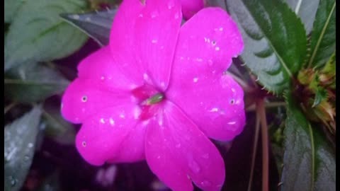 03.133.son-fon-and-peck-in-the-lips